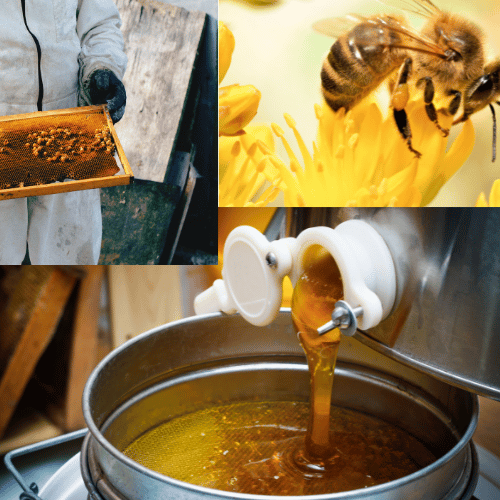 HoneyExtractiont